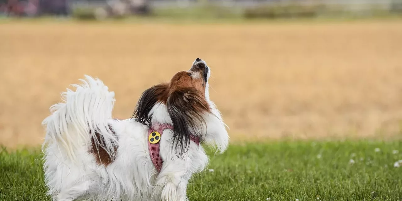 papillon-7312947_1280 Blindenhund