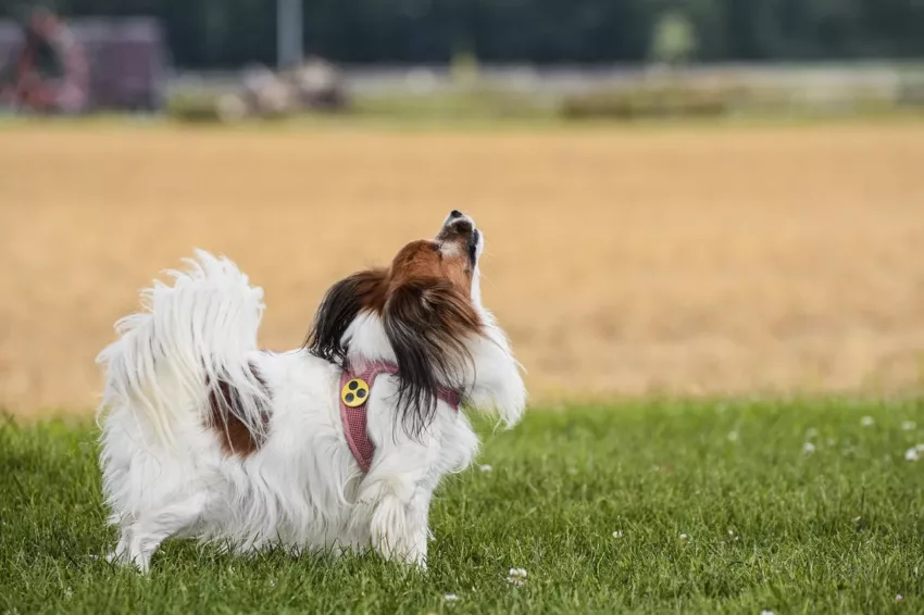papillon-7312947_1280 Blindenhund